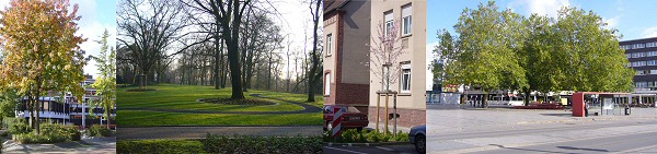 Collage mit Bäumen im Stadtgebiet