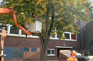 Arbeiter bei der Baumpflege