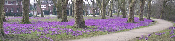 Krokosblüte im Stephanswäldchen