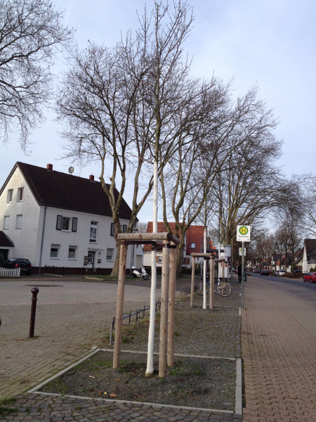 Baum mit Schutzanstrich in der Altsiedlung