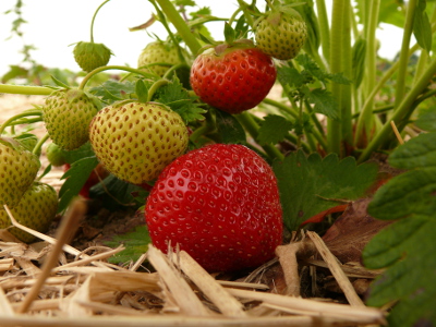Leckere Erdbeeren können beispielsweise auf der Radtour im Wickrather Bauernladen gekauft werden