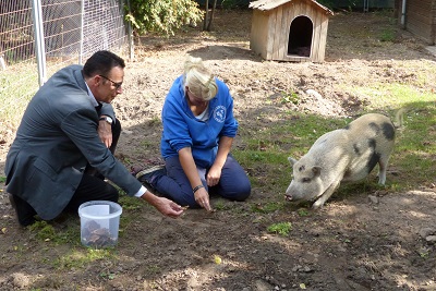 Bürgermeister Christoph Landscheidt mit Minischwein Herbert