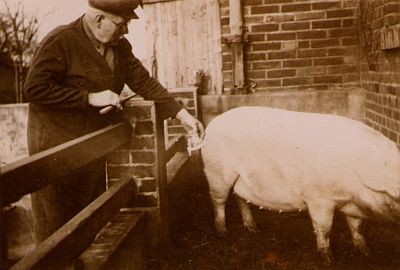 Historische Aufnahme: Viehhaltung in der Bergarbeitersiedlung