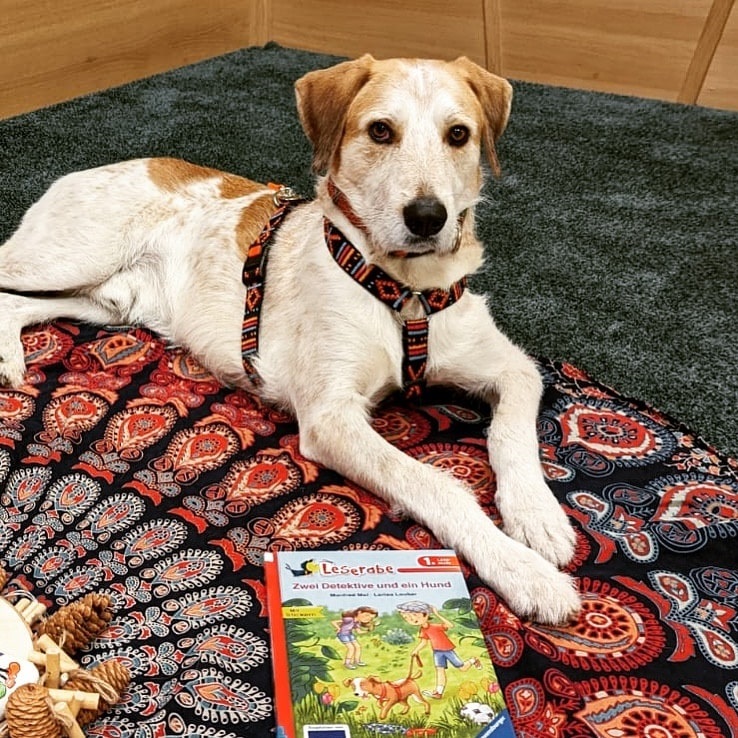 Lesehund Oskar