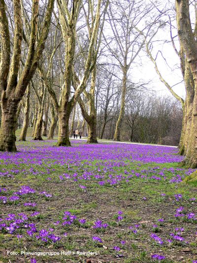 Das Stephanswäldchen im Frühling