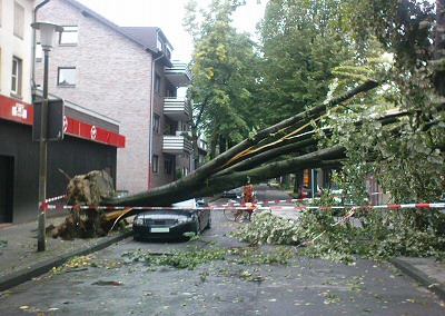 Entwurzelter Baum auf der Steltenbergstraße